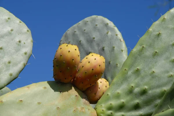 Prickly pear cactus, also known as Opuntia, with fruits ripening on a paddle