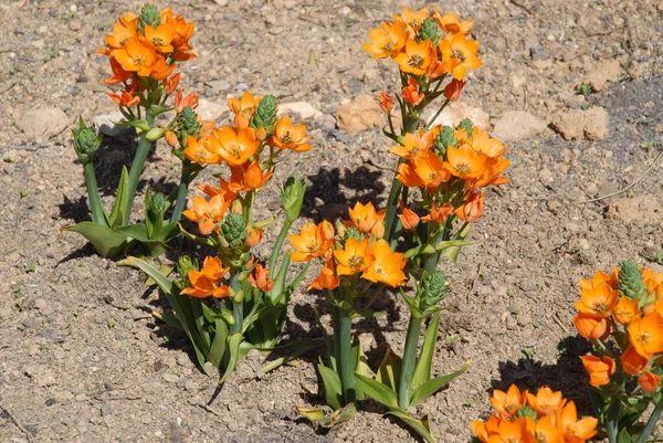 Narancs Csillag Virág Más Néven Ornithogalum Dubium Star Bethlehem Vagy — Stock Fotó