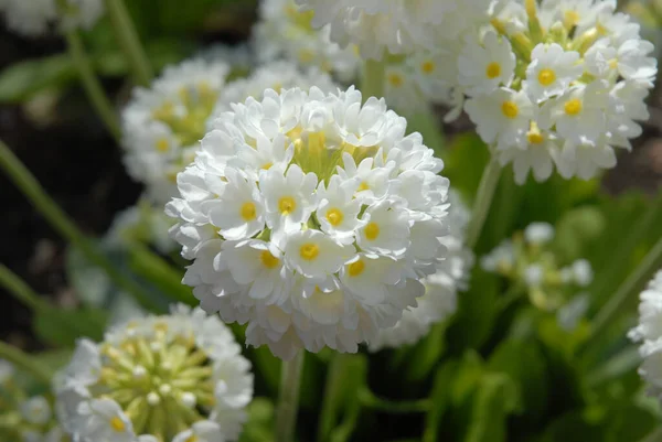 Белые Цветы Канделябры Известные Primula Denticulata Var Alba — стоковое фото