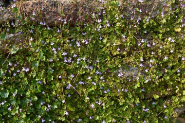Ivy Leaved Toadflax, aynı zamanda Cymbalaria duvar resmi olarak da bilinir.