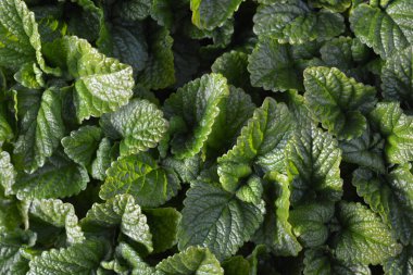 Limon merhemi, Melissa officinalis olarak da bilinir, limon kokulu bir bitki.