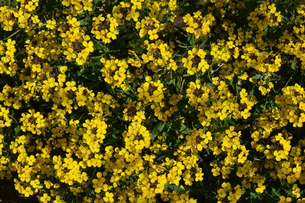 Wallflowers Também Conhecido Como Erysimum Bowles Mauve Yellow Cabeça Flor — Fotografia de Stock