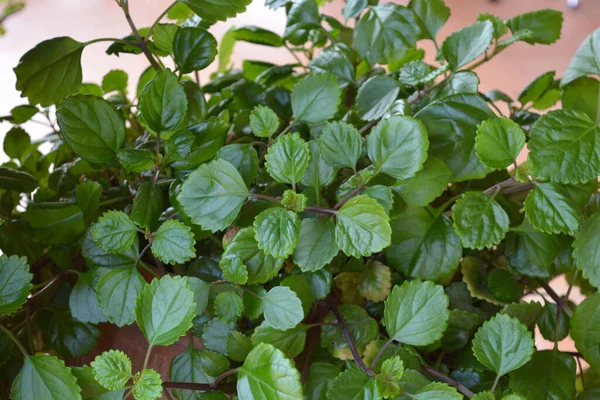 Švédská Břečťanová Rostlina Známá Také Jako Plectranthus Verticillatus Swedish Begonia — Stock fotografie