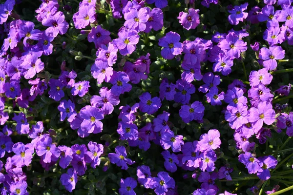 Flores Púrpuras Carnaval Aubrieta También Conocido Como Hartswood Púrpura —  Fotos de Stock