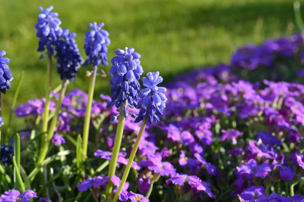 Muscari Blue Spike Blommor Med Matta Lila Aubrieta Karneval Våren — Stockfoto