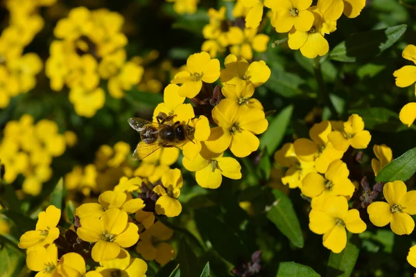 Abelha Flores Parede Também Conhecido Como Erysimum Bowles Mauve Yellow — Fotografia de Stock