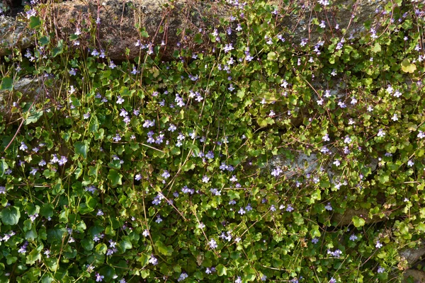 Ivy Leaved Toadflax Noto Anche Come Cymbalaria Muralis Che Copre — Foto Stock