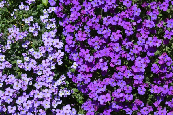 Lila Aubretia Blommor Ocksã Som Rock Cress Kaskad Nedfã Trã — Stockfoto