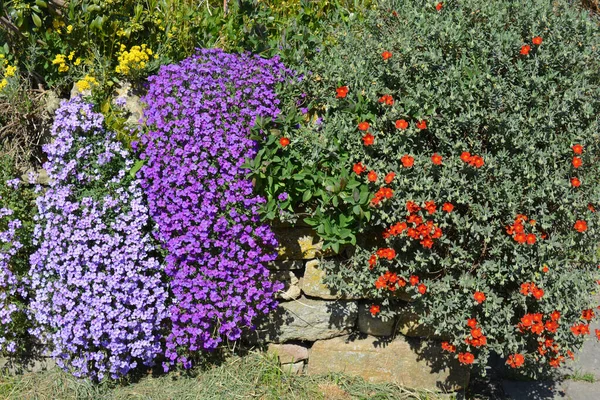 Színes Növények Virágzása Drystone Falban Beleértve Lila Aubretiát Vörös Rockrose — Stock Fotó