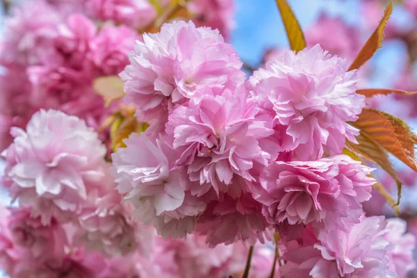 Розовый Бас Плачущей Вишне Весной — стоковое фото