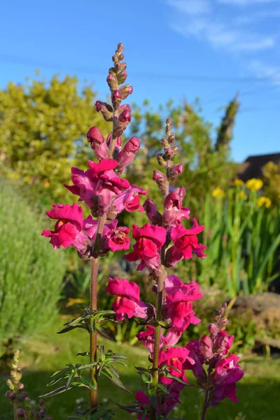 Snapdragon Blomma Även Känd Som Antirhinum Pop Färg Springtime Trädgård — Stockfoto