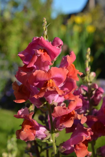 Gyönyörű Sötét Rózsaszín Snapdragon Virág Tüske Más Néven Antirrhinum — Stock Fotó