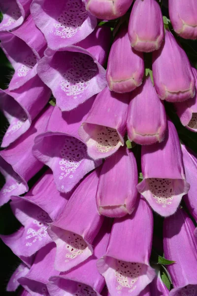 Digitalis Purpurea Foxglove Olarak Bilinir Çan Şeklindeki Pembe Çiçekleri Kapat — Stok fotoğraf