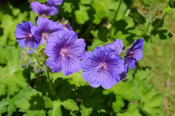 Hardy sardunya. Cranesbill magnificum Rosemoor olarak da bilinir. Mor çiçekleri, tomurcukları ve yaprakları gösteren bitki detayları.
