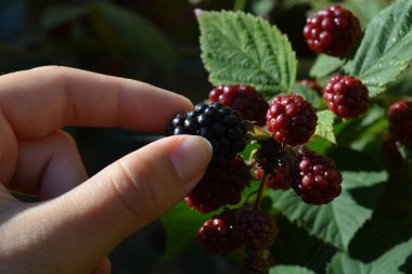 Dikensiz böğürtlen topluyorum, Rubus ulmifolius olarak da bilinir.
