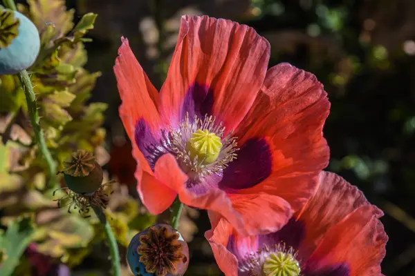 オリエンタルケシ 別名パパヴェールオリエンタル 花や種子 — ストック写真