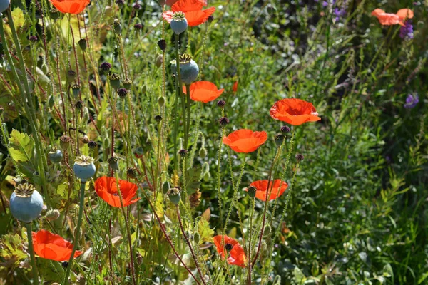 Fiori Campo Compresi Papaveri Erbe — Foto Stock