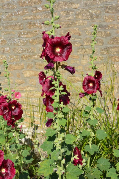 Hollyhock Más Néven Alcea Virággal Kőfalnak Támasztva — Stock Fotó