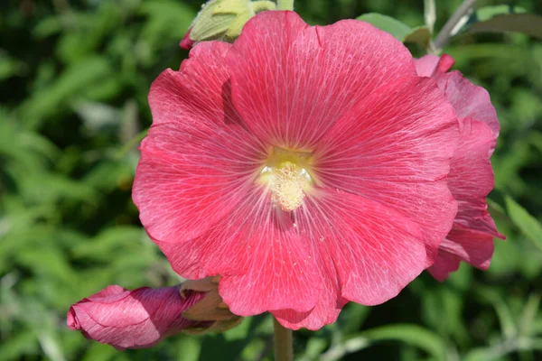 Flor Hollyhock Rosa Close Mostrando Pólen — Fotografia de Stock