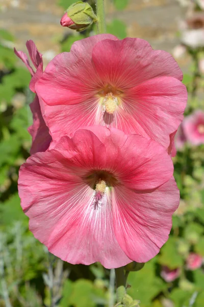 ピンクのHollyhock花と芽 別名Alcea — ストック写真