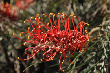 Grevillea, nam-ı diğer Örümcek Çiçeği, NSW, Avustralya 'da çiçek açıyor.