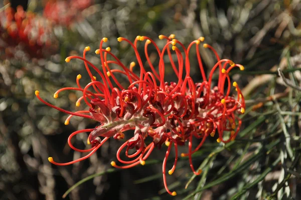 Grevillea, nam-ı diğer Örümcek Çiçeği, NSW, Avustralya 'da çiçek açıyor.
