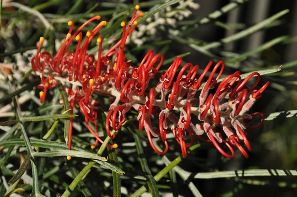 Grevillea, nam-ı diğer Örümcek Çiçeği, NSW, Avustralya 'da çiçek açıyor.