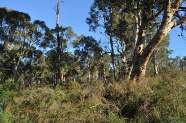 Okaliptüs ağaçları ve mor çiçekli sık çalılıklar, Whistlepipe Gully Walk, Mundy Regional Park, Kalamunda, Batı Avustralya, Avustralya
