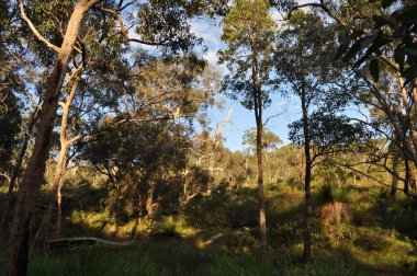 Orman ve çalı, okaliptüs ağaçları ve çimen ağaçları olan manzara, xanthorrhoea, Whistlepipe Gully Walk, Mundy Regional Park, Kalamunda, Batı Avustralya, Avustralya