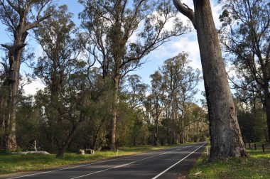 Tuart ağaçları, okaliptüs gomphocephala, Tuart Ormanı Ulusal Parkı, Busselton, Batı Avustralya, Avustralya yakınlarındaki dünyanın en büyük saf Tuart ormanı.