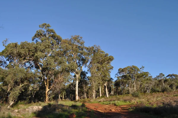 Whistlepipe Gully Walk, Mundy Regional Park, Perth Hills, Batı Avustralya, Avustralya