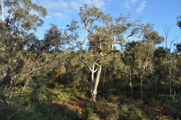 Orman ve çalı, okaliptüs ağaçları ve çimen ağaçları olan manzara, xanthorrhoea, Whistlepipe Gully Walk, Mundy Regional Park, Kalamunda, Perth, Batı Avustralya, Avustralya