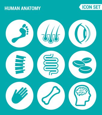 Vektör kümesi web simgeleri ayarlayın. İnsan anatomisi, bacak, saç, göz, ayak, Sırt, bağırsak, kan, el, kemik, beyin. Turkuaz arka plan üzerindeki işaretlerin, sembollerin tasarımı