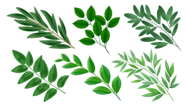 Realistic Collection Green Branches Deciduous Trees Leaves Isolated Vector Illustration — Vector de stock