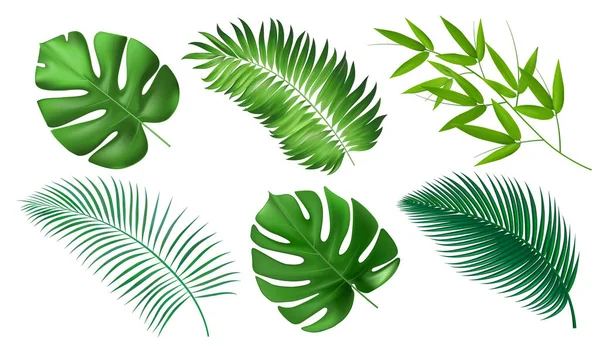 Egzotyczne Liście Tropikalne Realistyczne Liście Dżungli Odizolowane Białym Tle Zbieranie — Wektor stockowy