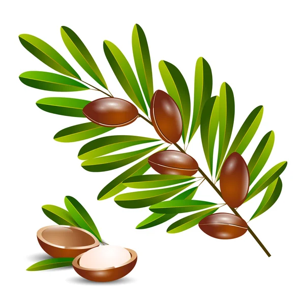 Ilustração vetorial argan tree branch — Vetor de Stock