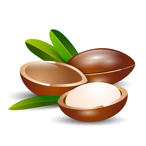 vektör çizimi argan ağacı dalı