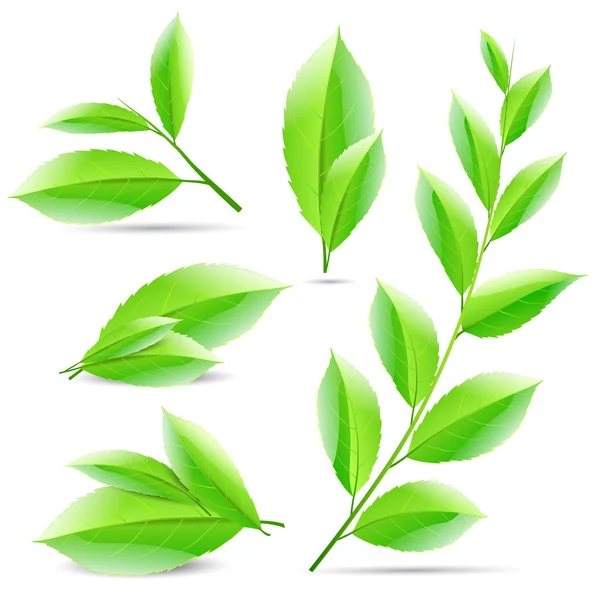 Vector illustration set of a collage of green tea leaves — Stock Vector