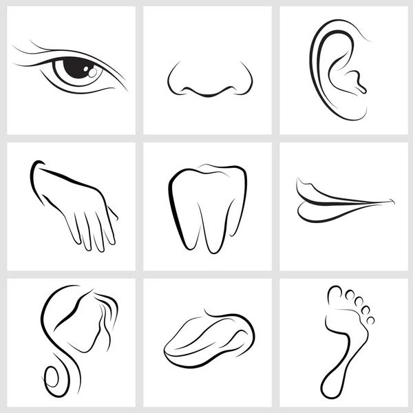 Set of vector icons Human body parts — Stock Vector