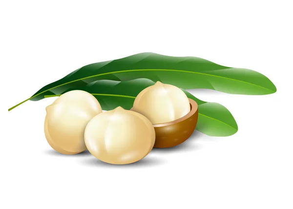 Macadamia nueces fondo blanco orgánico natural — Vector de stock