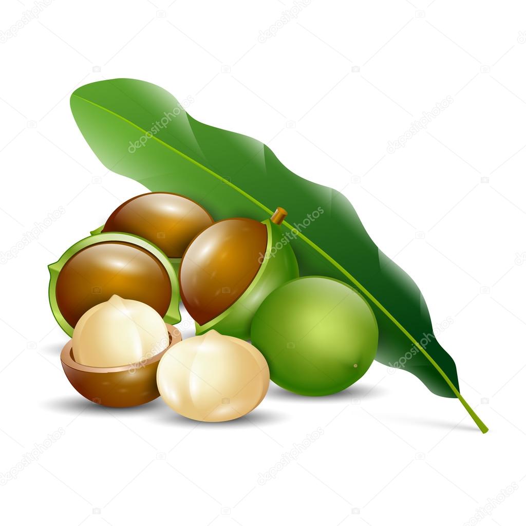 Macadamia nuts white background natural organic