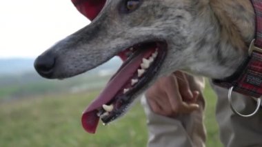 Greyhound oynuyor, koşuyor ve denizin yakınındaki bir tepede dinleniyor.