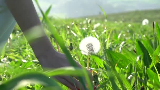 Genç Latin Kadın Denize Yakın Yeşil Bir Çayırda Karahindiba Çiçeği — Stok video
