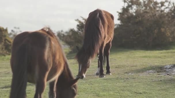 Paarden Familie Bergen Terwijl Zon Opkomt Ochtend Cantabrië Noord Spanje — Stockvideo