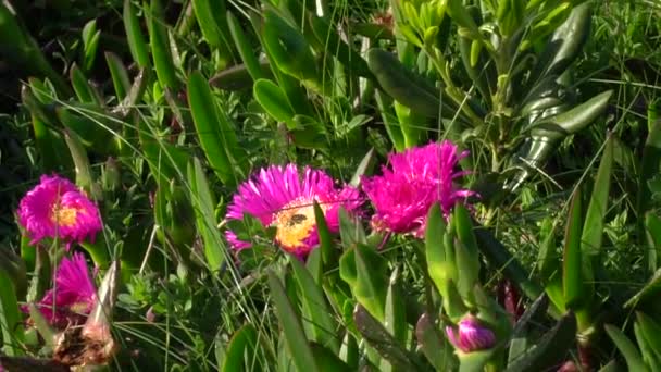 Abejorros Negros Amarillos Que Alimentan Una Cabeza Flor Púrpura Amarilla — Vídeo de stock
