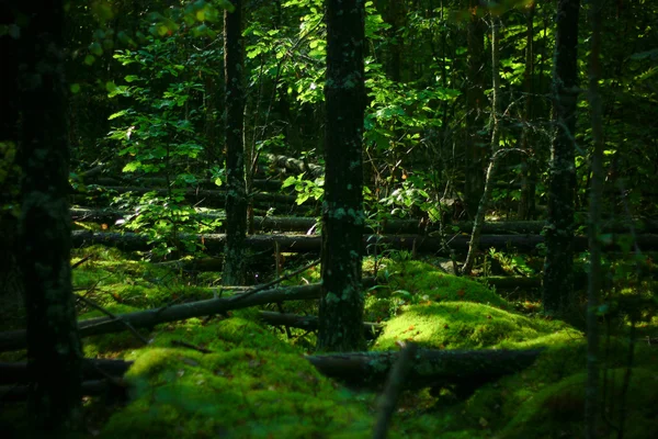 Skogslandskap — Stockfoto