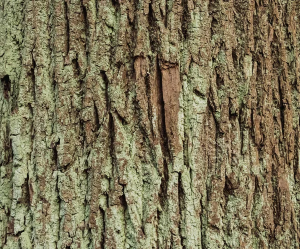Abstraktní Pozadí Hrubý Šedohnědý Strom Kůra Textura — Stock fotografie