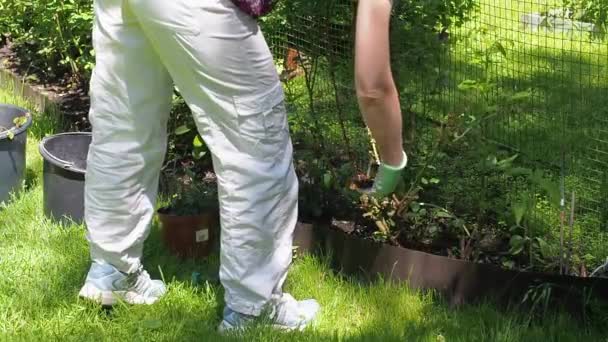 Femme Caucasienne Coupe Des Roses Sur Lit Jardin Avec Des — Video