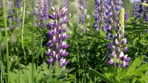 Vista Campo Com Tremoços Outras Flores Silvestres Dia Ensolarado Com — Vídeo de Stock