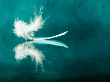 turkuaz muhabbet kuşu tüyü aynada yansıma, yumuşak odaklanma, odaklanma bozukluğu (bokeh)).